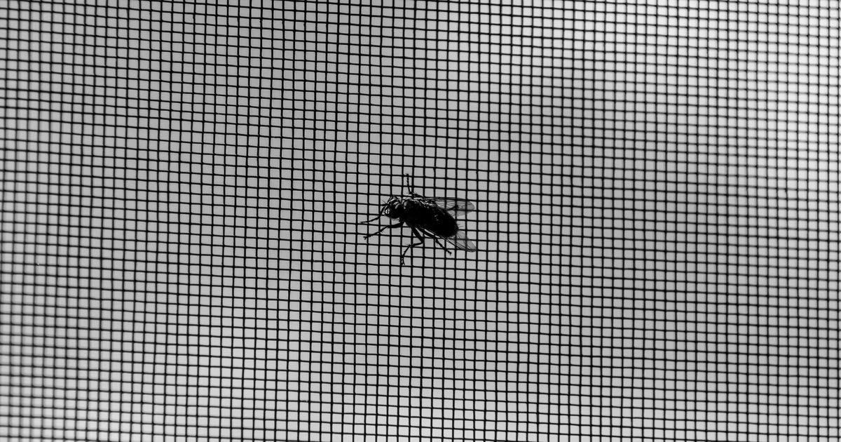Fliegengitter Fenster und Türen: Schutz