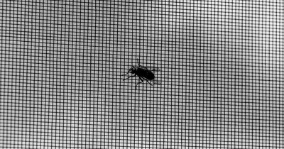 Fliegengitter Fenster und Türen: Schutz