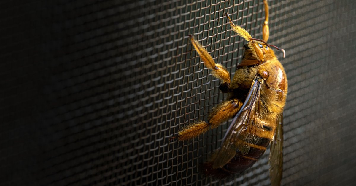Fliegengitter für Fenster und Türen kaufen