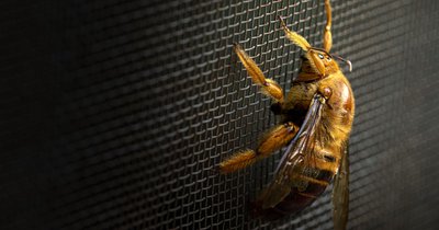 Fliegengitter für Fenster und Türen kaufen