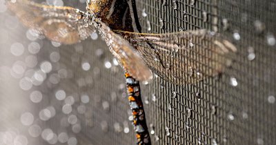 Fliegengitter für Türen und Fenster: Arten